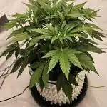 Guava Auto October 25