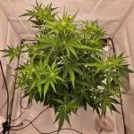 Guava Auto October 25