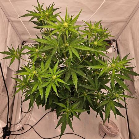 Guava Auto October 25