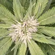 Banana Purple Punch RF3 December 2025