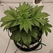 Banana Purple Punch RF3 December 2025