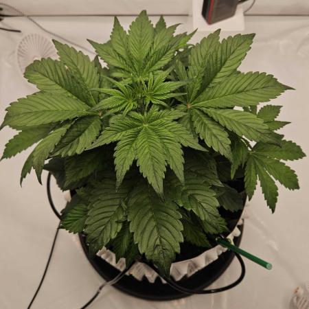 Banana Purple Punch RF3 December 2025