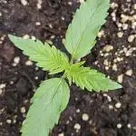 Guava Auto October 25