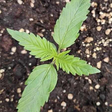 Guava Auto October 25