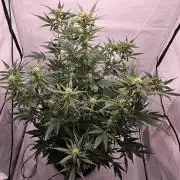 Guava Auto October 25