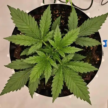 Guava Auto October 25