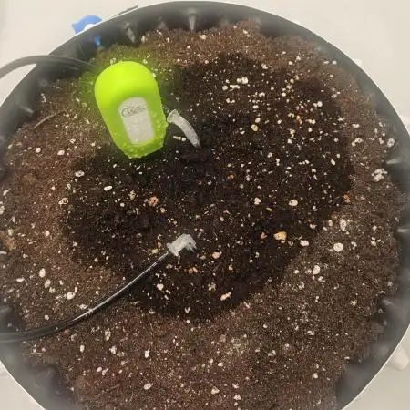Guava Auto October 25