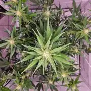 Guava Auto October 25