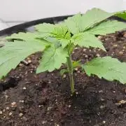 Banana Purple Punch RF3 December 2025