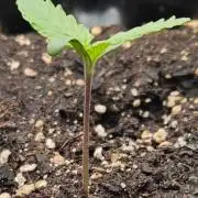 Banana Purple Punch RF3 December 2025