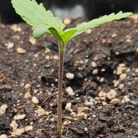 Banana Purple Punch RF3 December 2025