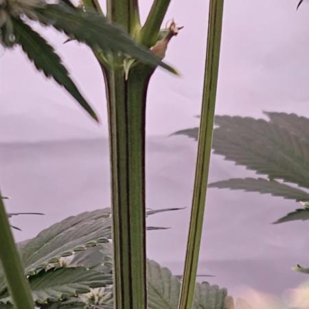 Banana Purple Punch RF3 December 2025