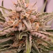 Guava Auto October 25