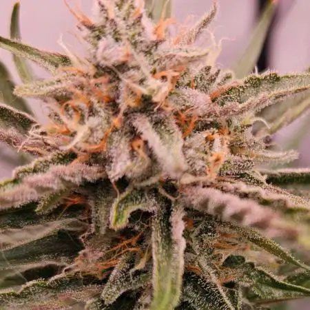 Guava Auto October 25