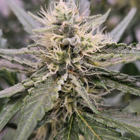 Guava Auto October 25