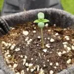 Fast Buds Sponsoring Grow