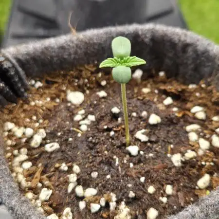 Fast Buds Sponsoring Grow