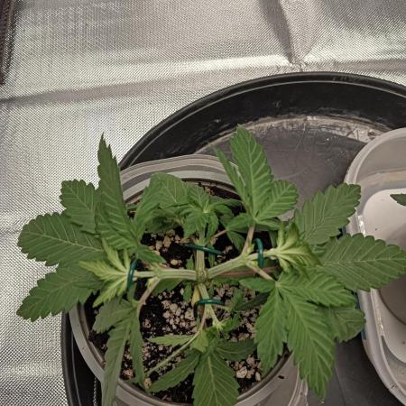 Fast buds strawberry gorilla  🍓🦍