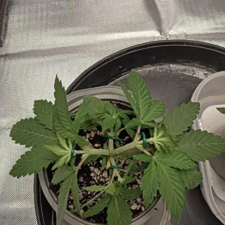 Fast buds strawberry gorilla  🍓🦍