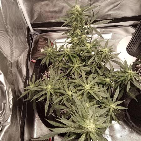 Fast buds strawberry gorilla  🍓🦍