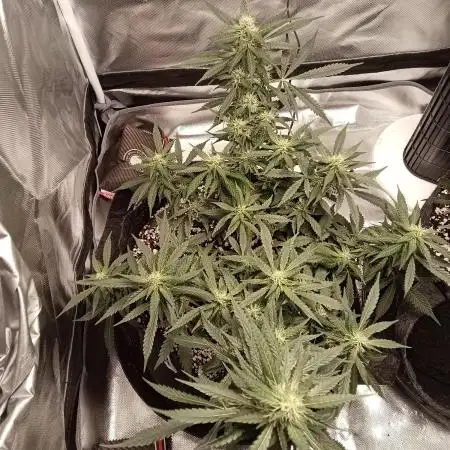 Fast buds strawberry gorilla  🍓🦍