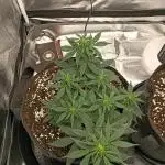 Fast buds strawberry gorilla  🍓🦍
