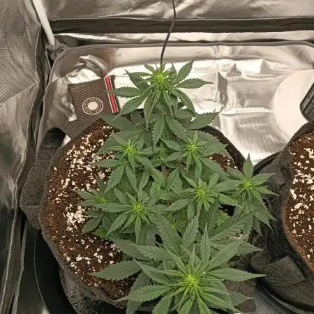 Fast buds strawberry gorilla  🍓🦍