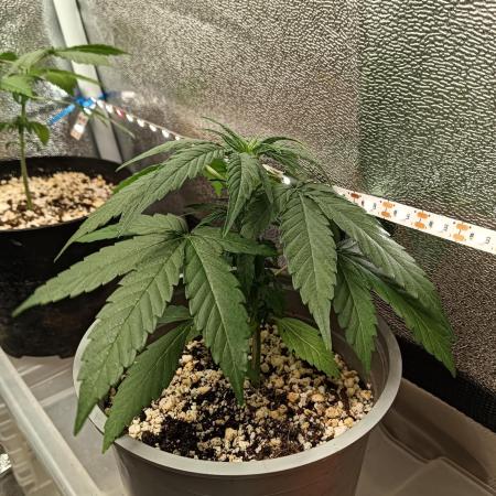 Medusa F1 royal queen seeds plant 2