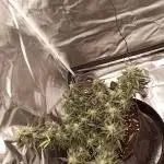 Fast buds strawberry gorilla  🍓🦍