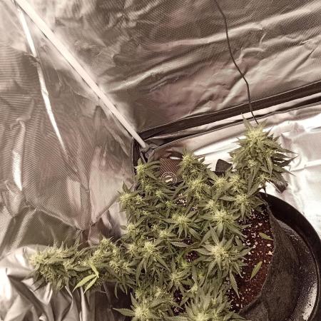 Fast buds strawberry gorilla  🍓🦍