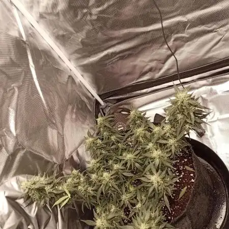 Fast buds strawberry gorilla  🍓🦍