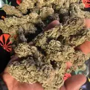 EPICC/CAPTAIN/RUNTZ/FirstTentGrow