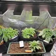 EPICC/CAPTAIN/RUNTZ/FirstTentGrow