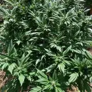 TropicalKush Outdoor