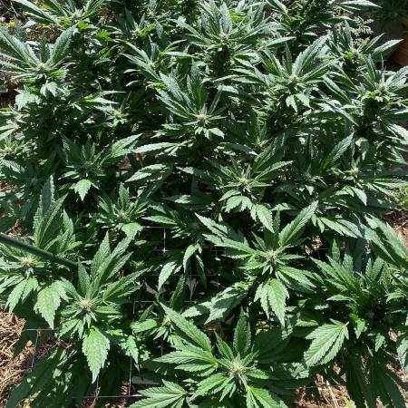 TropicalKush Outdoor