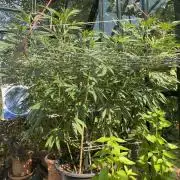 Georgias Cream Outdoor/greenhouse