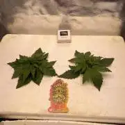 Candy Jungle Auto