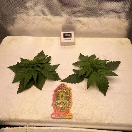 Candy Jungle Auto