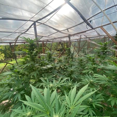 Critical Greenhouse/Outdoor