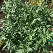TropicalKush Outdoor