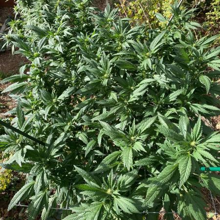 TropicalKush Outdoor
