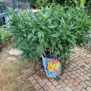 TropicalKush Outdoor