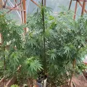 Critical Greenhouse/Outdoor