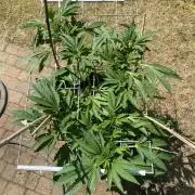 TropicalKush Outdoor