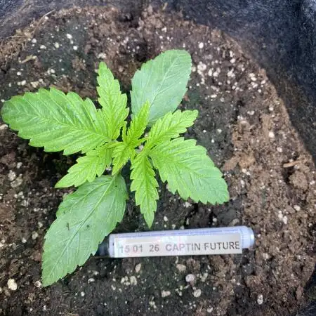 EPICC/CAPTAIN/RUNTZ/FirstTentGrow