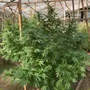 Critical Greenhouse/Outdoor