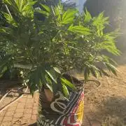 TropicalKush Outdoor