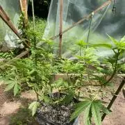 Critical Greenhouse/Outdoor