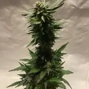 TropicalKush Outdoor