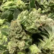 DWC/Candy Jungle Auto